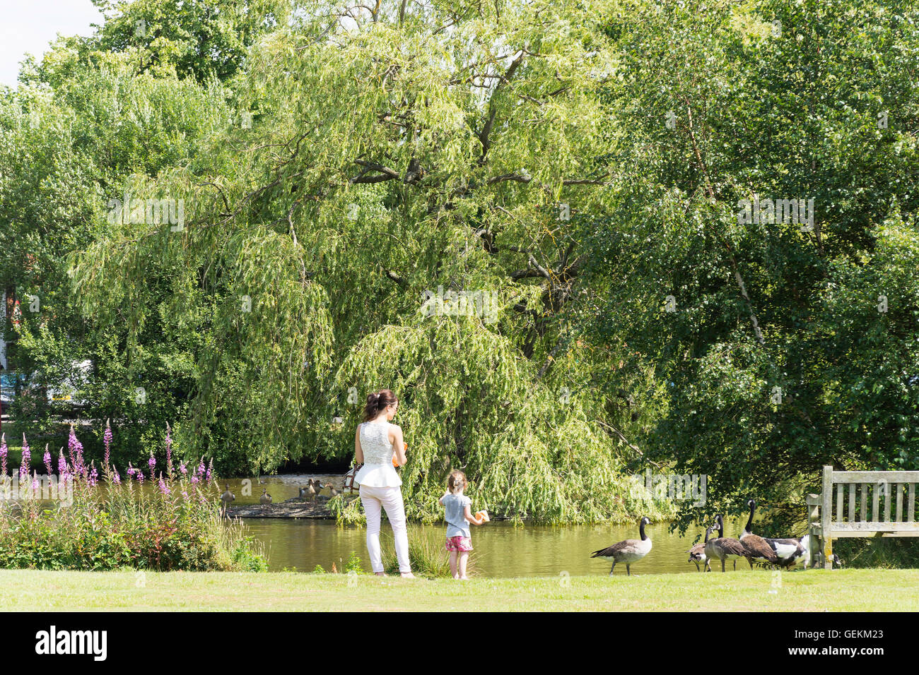 Der Teich am Grün, Pirbright, Surrey, England, Vereinigtes Königreich Stockfoto