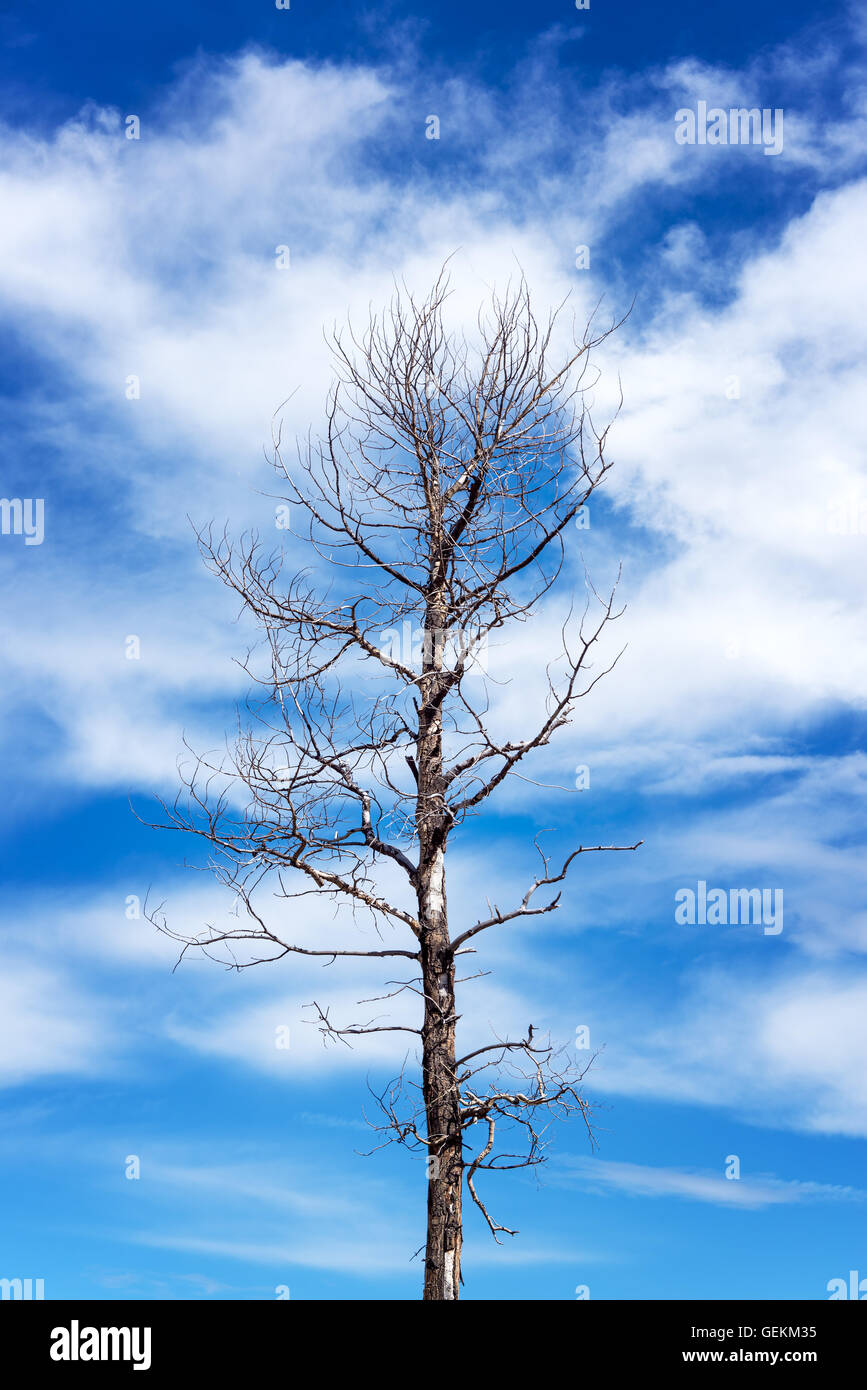 Großen toten Baum und blaue und weiße Himmel im Yellowstone National Park Stockfoto