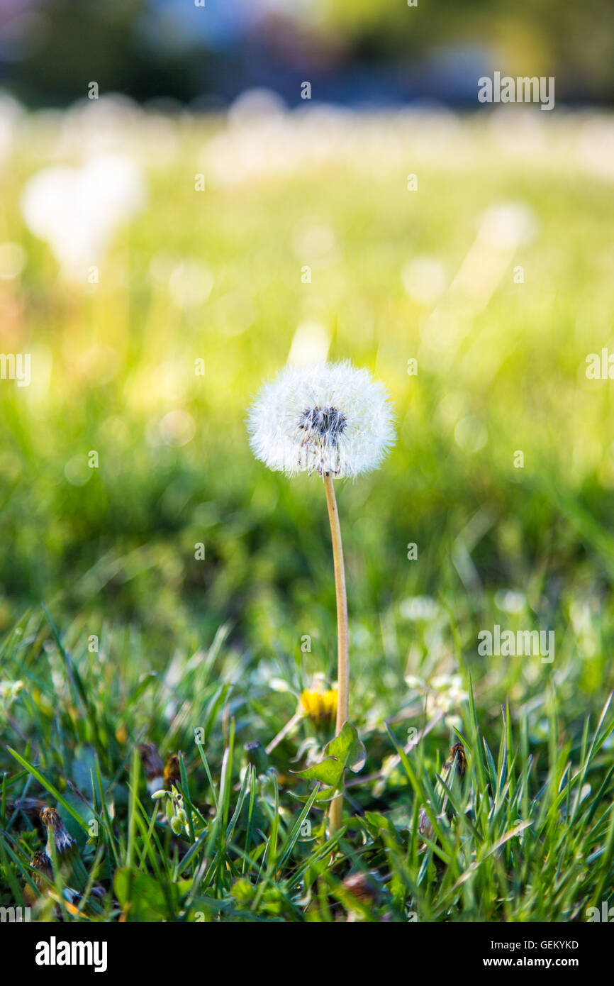 Löwenzahn gegangen, um Samen in den frühen Abendlicht an einem sonnigen Frühlingstag. Stockfoto