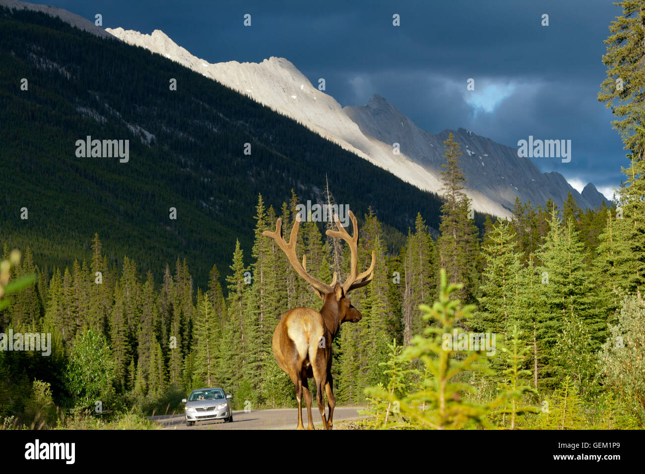Tierwelt, Rotwild, das sich im Jasper National Park, Kanada. Stockfoto