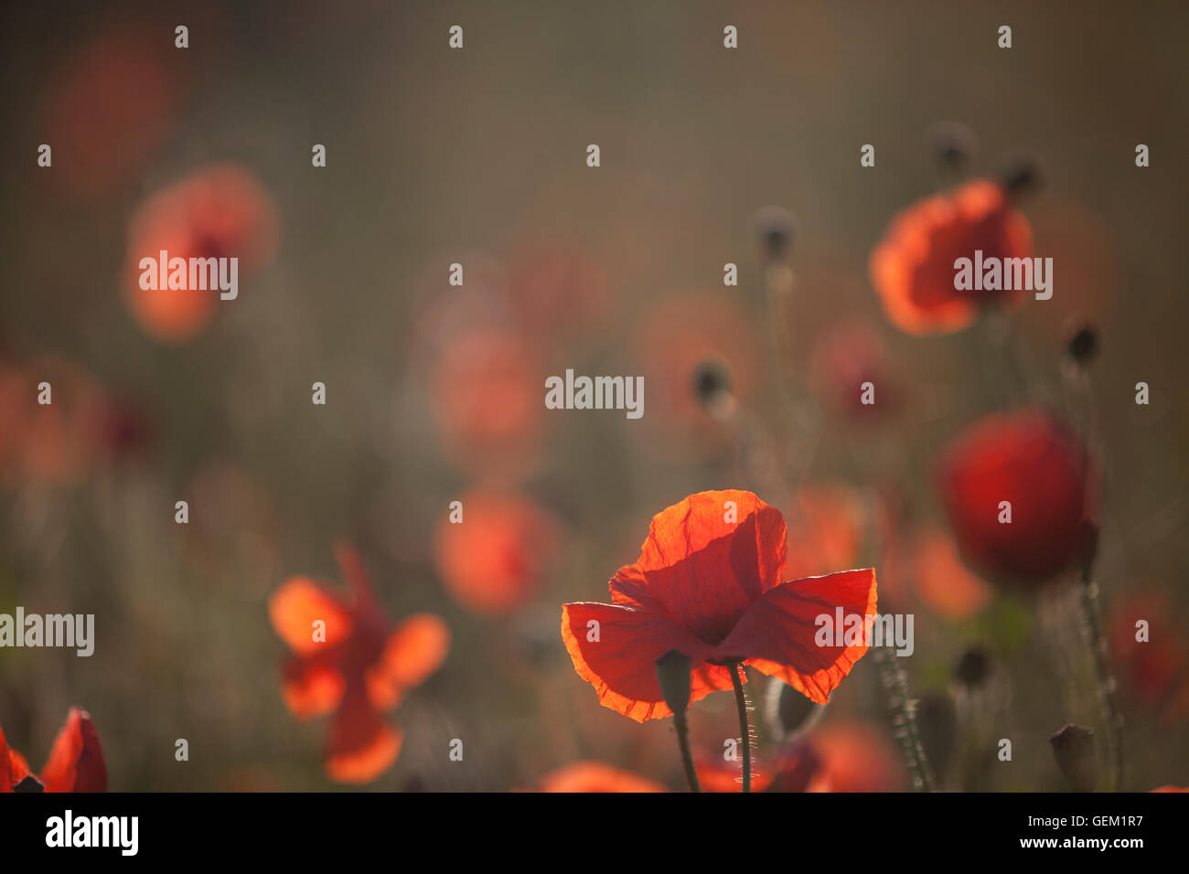 Rote Mohnblumen auf der Wiese in der Nähe von Wald im Nationalpark Kampinos, Polen, Europa Stockfoto