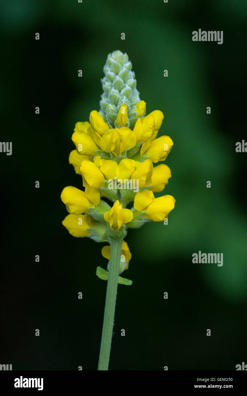 THERMOPSIS Villosa (eines T.Caroliniana), Carolina Lupine Stockfoto
