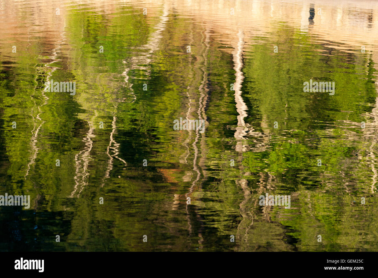 Reflexion von Bäumen in einem Teich. Walden Pond State Reservation, Concord, Massachusetts. Stockfoto