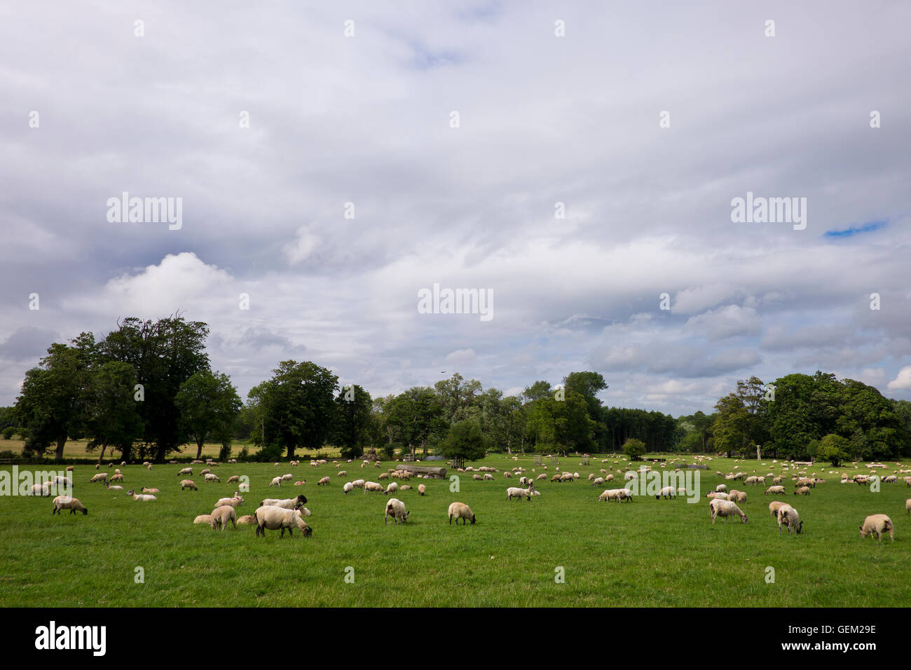Schafe weiden auf den South Downs in Sussex England Stockfoto