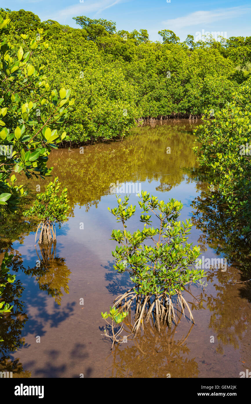 Florida Keys, Long Key State Park, Golden Orb Nature Trail, Blick vom Boardwalk durch Mangrovenwald Stockfoto