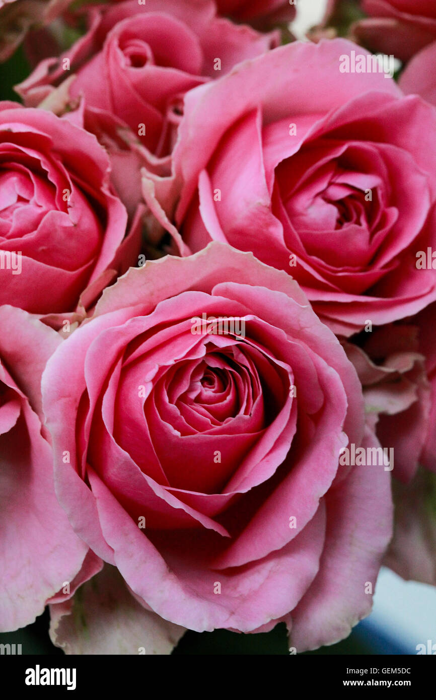 Nahaufnahme von blass rosa Rosen Stockfoto