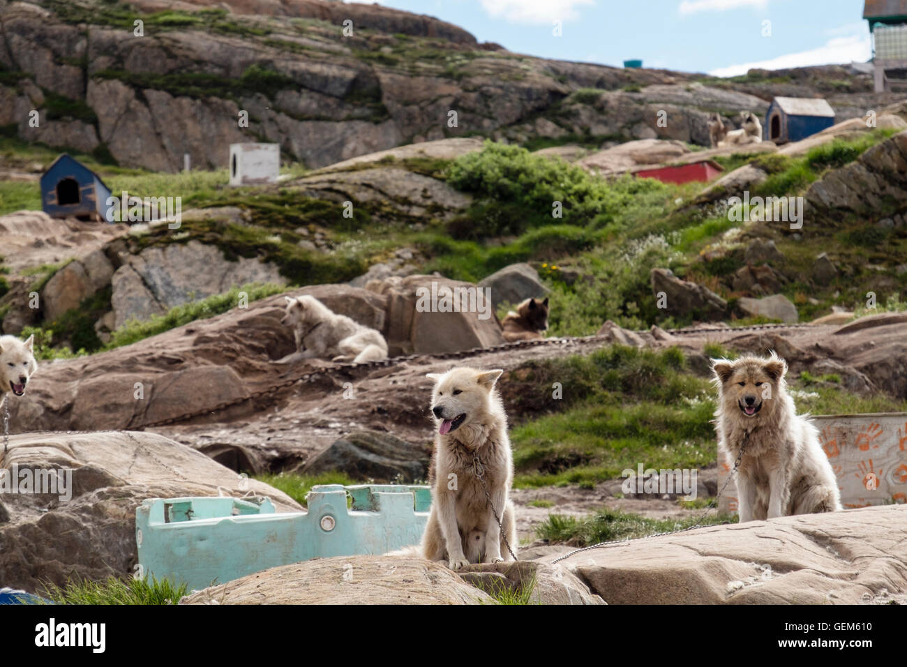 Grönland Schlittenhunde (Canis Lupus Familiaris Borealis) angekettet draußen im Sommer. Sisimiut (Holsteinsborg), Qeqqata, Grönland Stockfoto