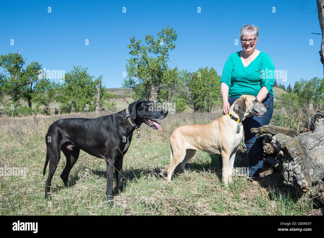 Frau im Park mit ihren zwei Doggen Stockfoto