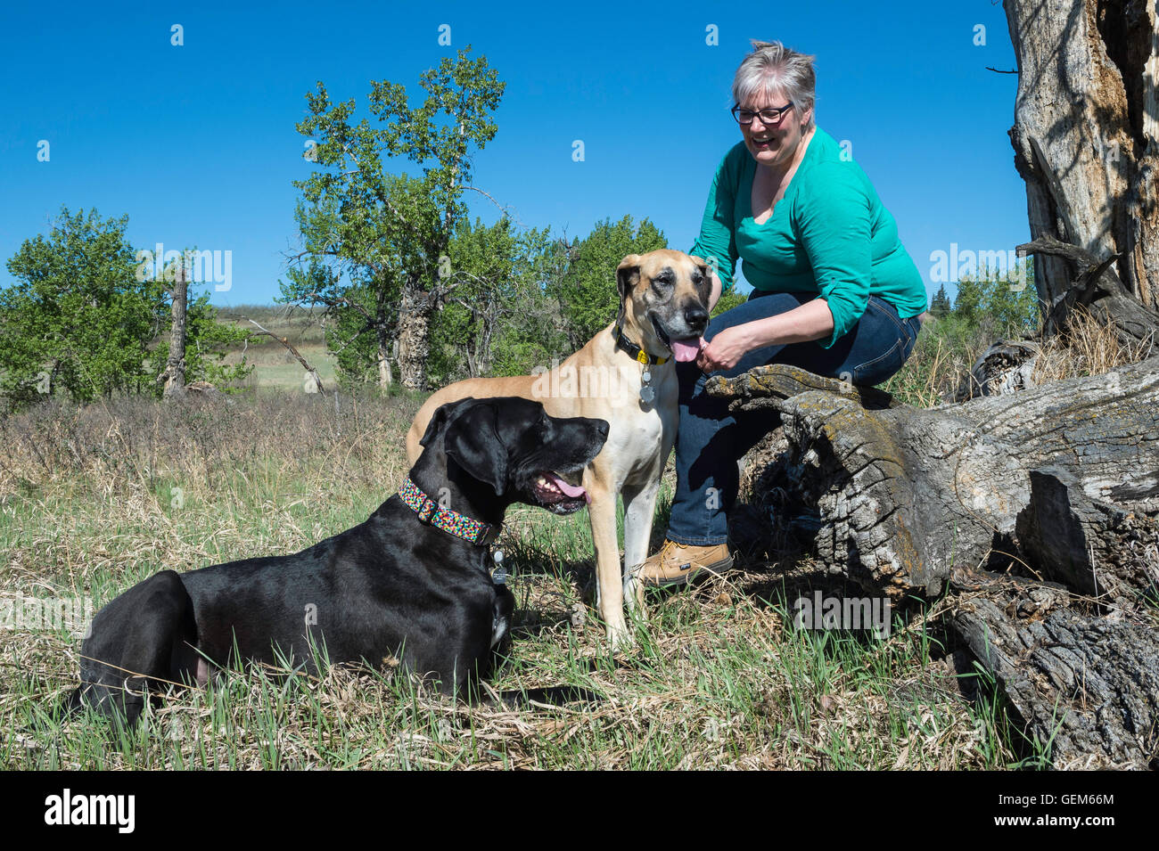 Frau im Park mit ihren zwei Doggen Stockfoto
