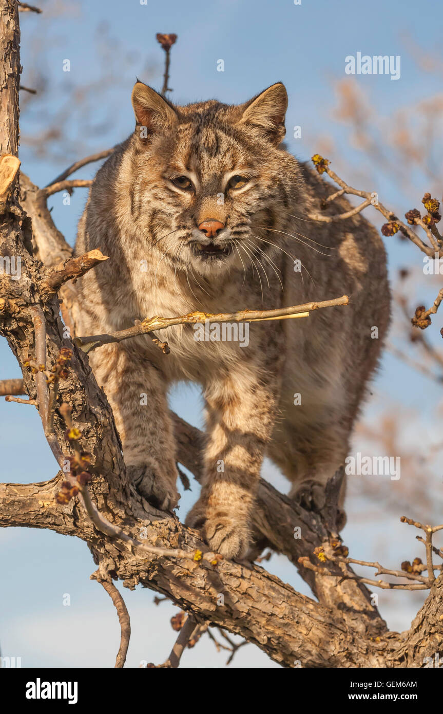 Bobcat, Luchs (Felis) Rufus, Baum, North Dakota, USA Stockfotografie - Alamy