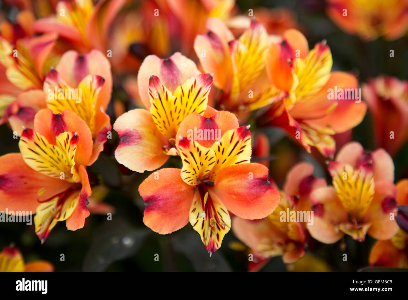 Alstroemeria 'Indian Summer' Tesronto auf dem Display an der RHS Wisley Gärten, Surrey, England, UK Stockfoto