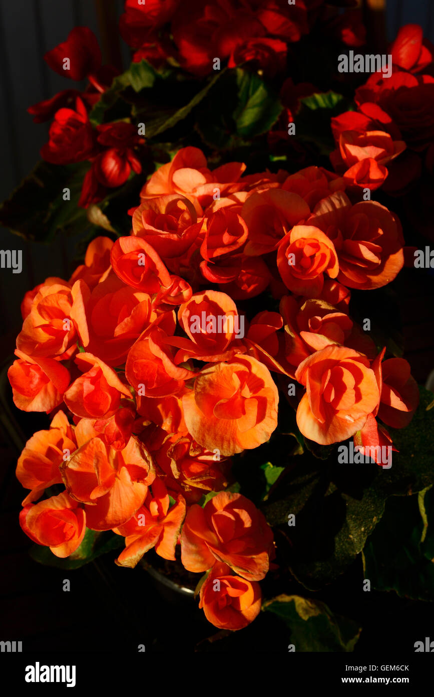 Begonie-Blumen in einem Topf, vertikale Stockfoto