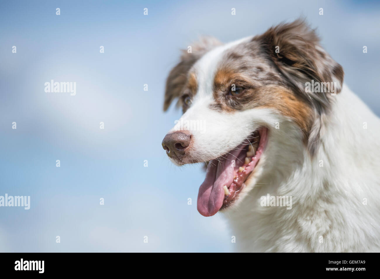 Roter merle hund Fotos und Bildmaterial in hoher Auflösung Alamy