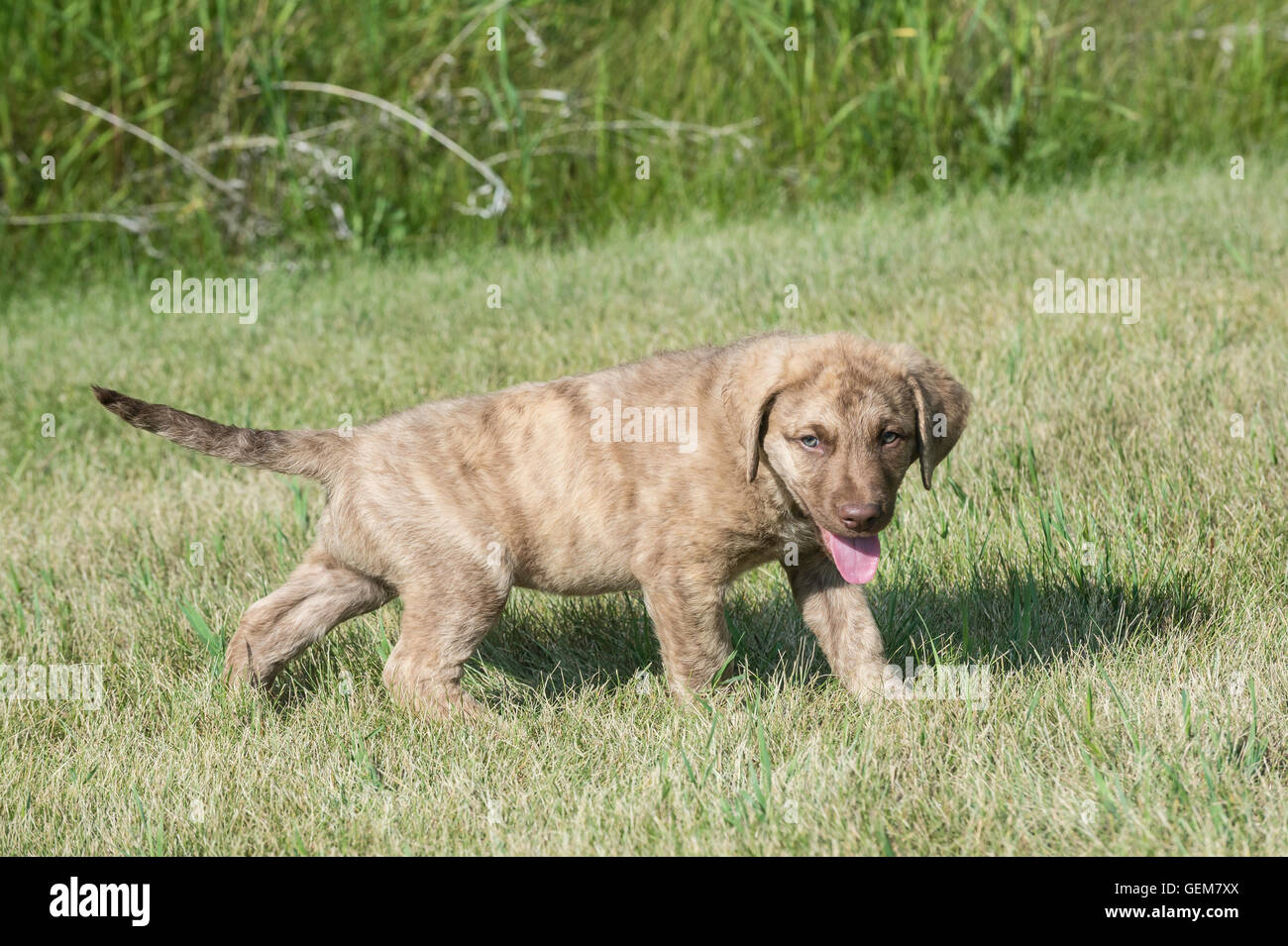 Acht Wochen alte Chesapeake Bay Retriever Welpe Stockfoto
