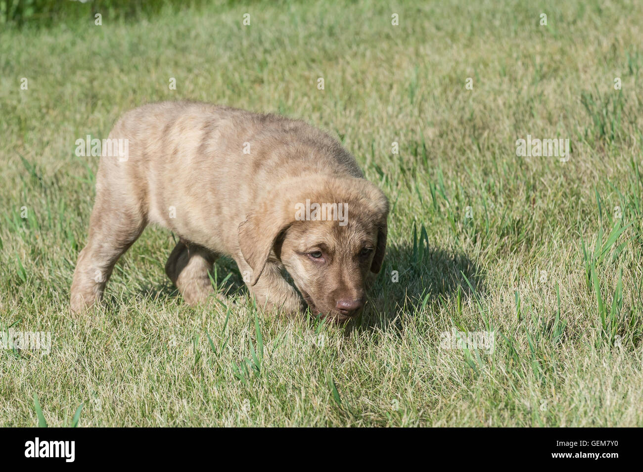 Acht Wochen alte Chesapeake Bay Retriever Welpe Stockfoto