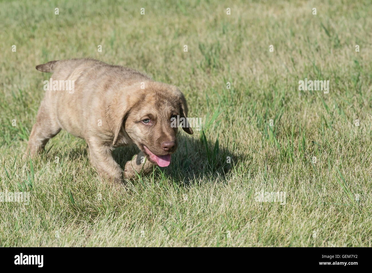 Acht Wochen alte Chesapeake Bay Retriever Welpe Stockfoto