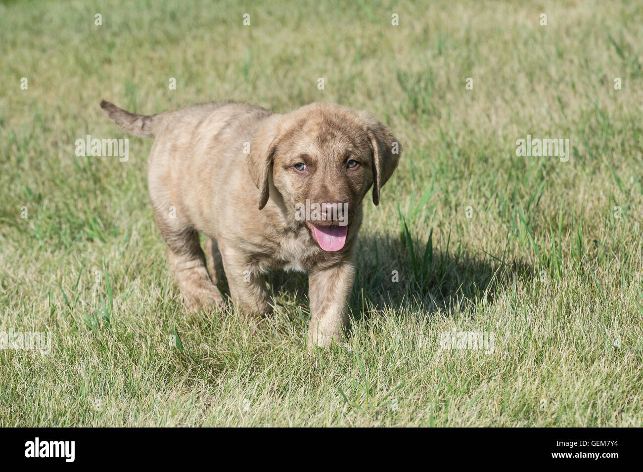 Acht Wochen alte Chesapeake Bay Retriever Welpe Stockfoto