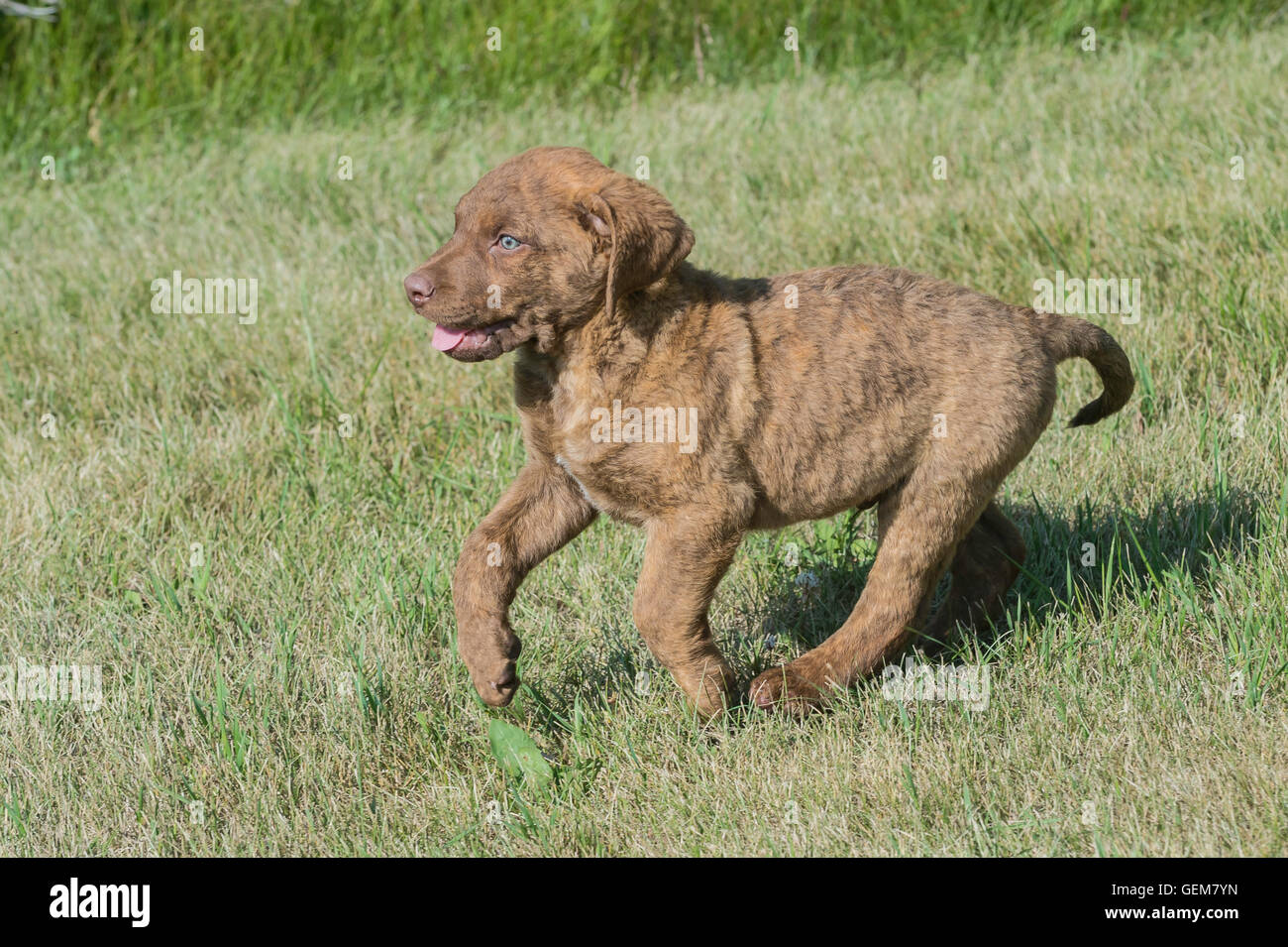 Acht Wochen alte Chesapeake Bay Retriever Welpe Stockfoto