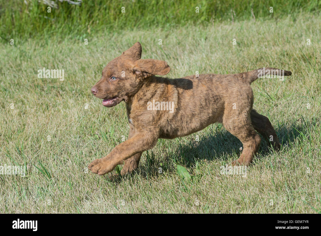 Acht Wochen alte Chesapeake Bay Retriever Welpe Stockfoto