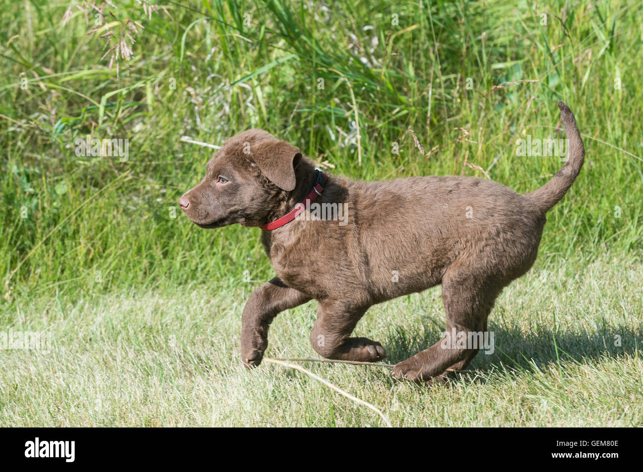 Acht Wochen alte Chesapeake Bay Retriever Welpe Stockfoto