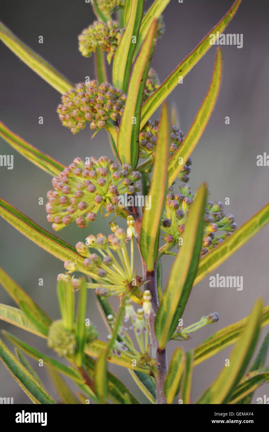 Sumpf-Wolfsmilch in voller Blüte Stockfoto