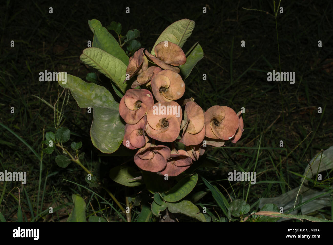 wilde Euphorbia Amygdaloides Blumen. Stockfoto