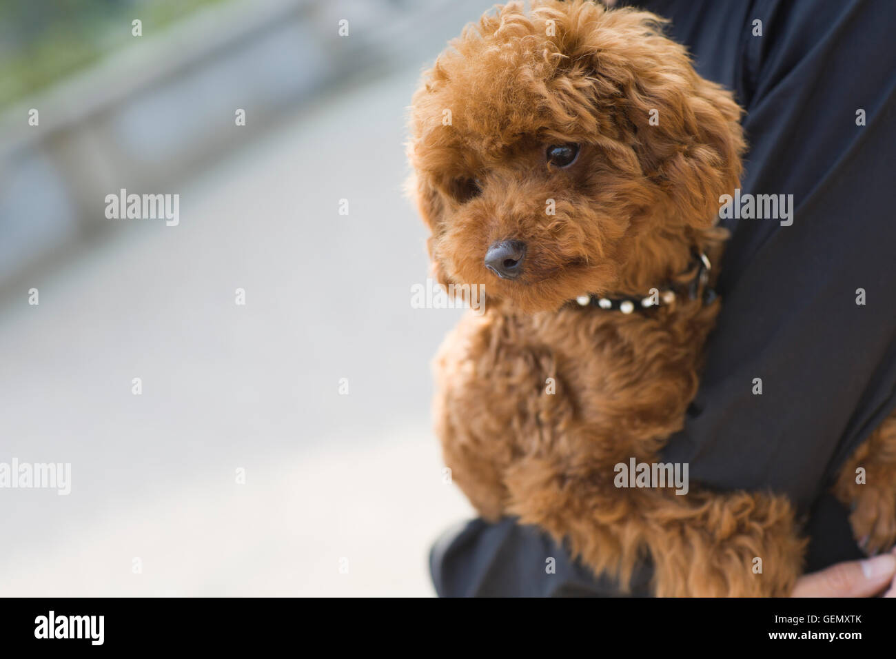 Niedliche Teddy Hund Stockfotografie - Alamy