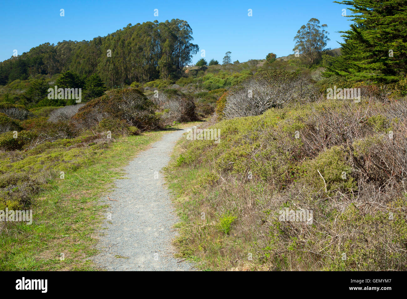 Bog Trail, Mountain State Park in San Bruno, Kalifornien Stockfoto