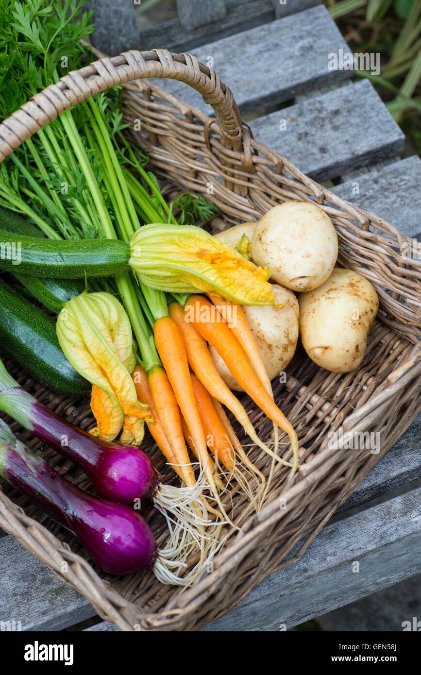 Der Frühsommer Gemüse, Zwiebel, "red Baron", Karotte "Amsterdam 3 zu zwingen", Zucchini "Verteidiger", Frühkartoffeln ernten ' Arr Stockfoto