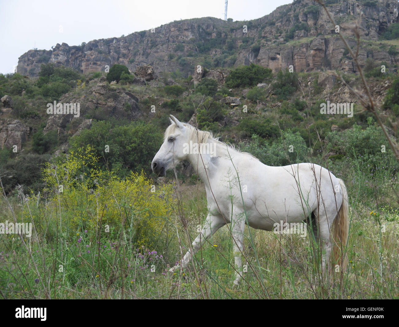 Weißes Pferd posiert in auffangene gegen gelbe Sträucher Stockfoto
