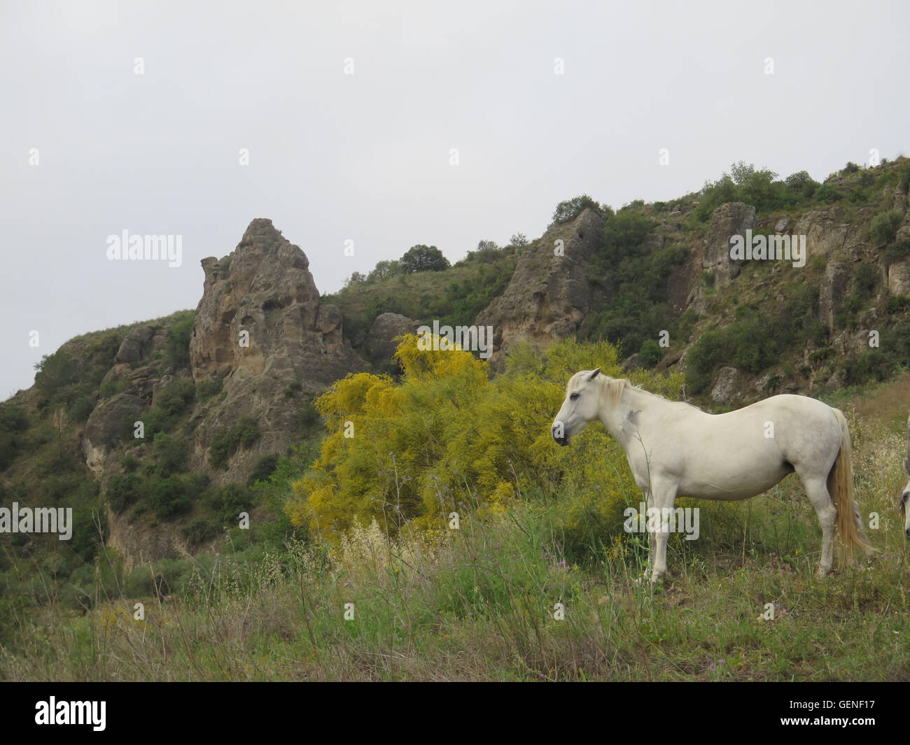 Weißes Pferd meditieren im Feld gegen gelbe Sträucher Stockfoto