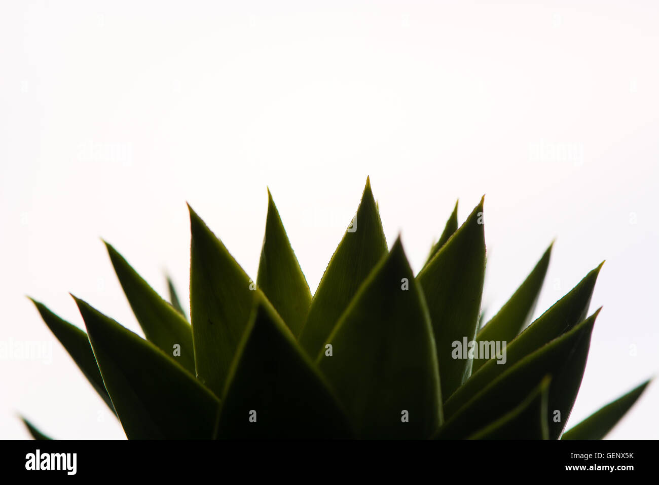 Affe Puzzle Baum (Araucaria Araucana) Blättern. Scharfen schuppige Blätter der Nadelbaum in Familie Araucariaceae, gegen hellen Himmel gesehen Stockfoto