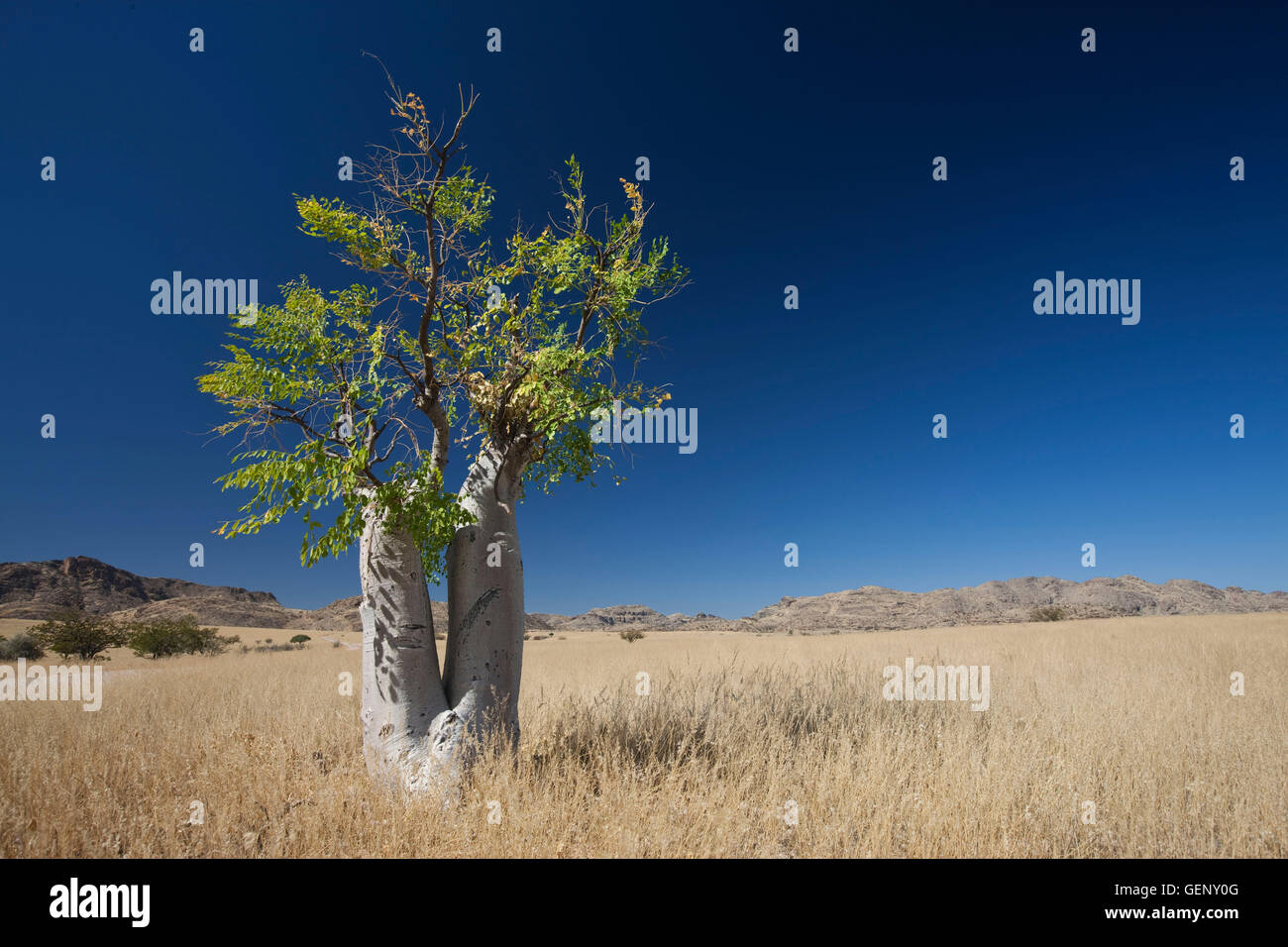 Myroxylon (Commiphora), Namibia Stockfoto