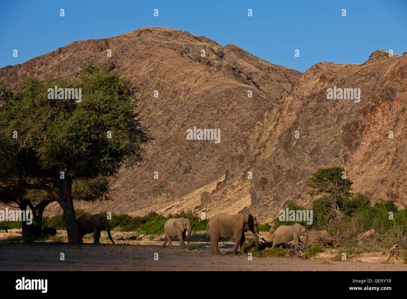 Afrikanische Elefanten, Hoanib, Namibia Stockfoto