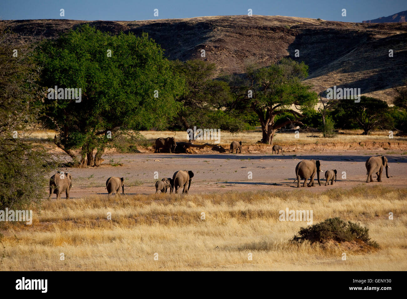 Afrikanischer Elefant (Loxodonta Africana), Namibia Stockfoto