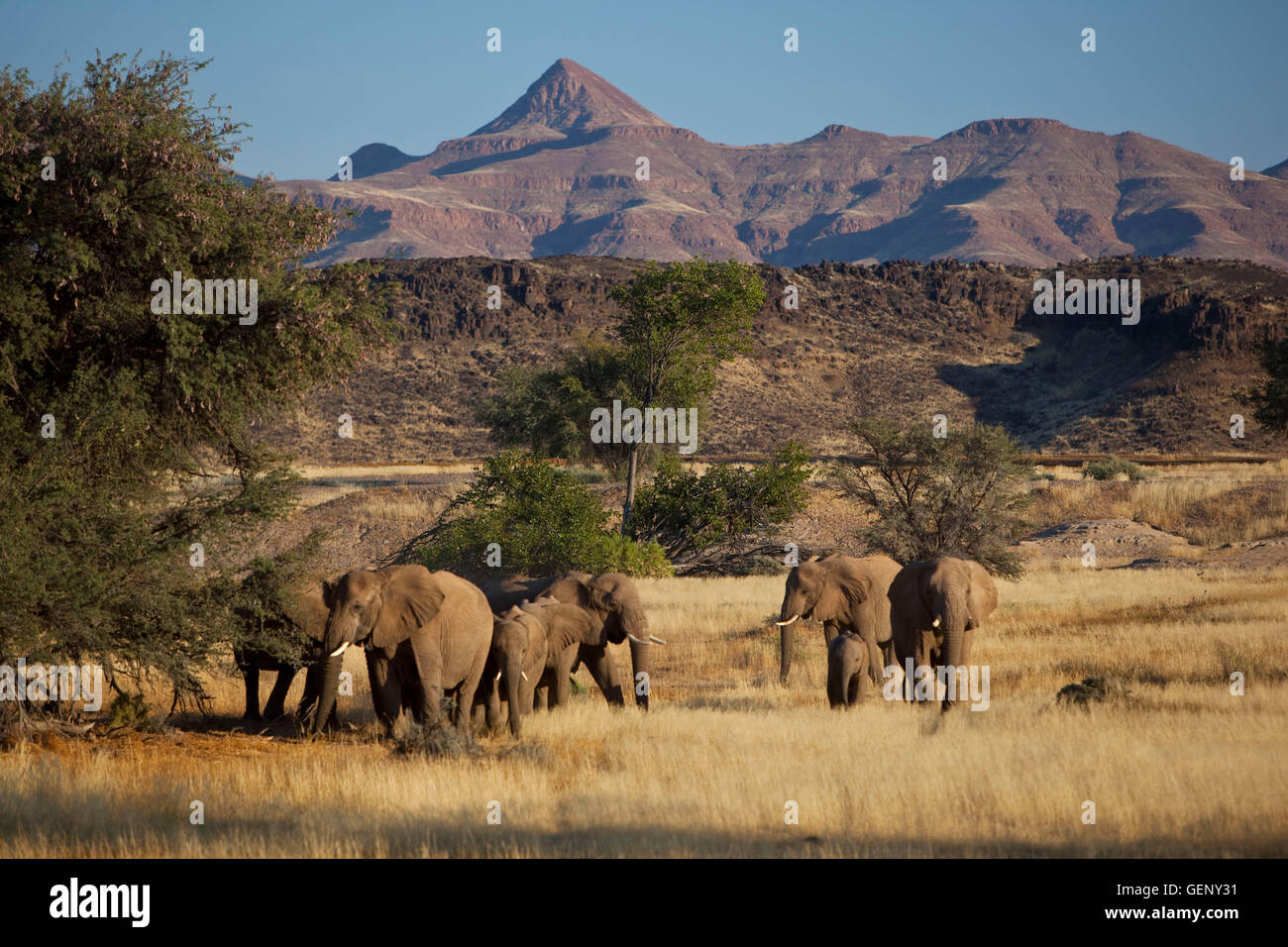 Afrikanischer Elefant (Loxodonta Africana), Namibia Stockfoto