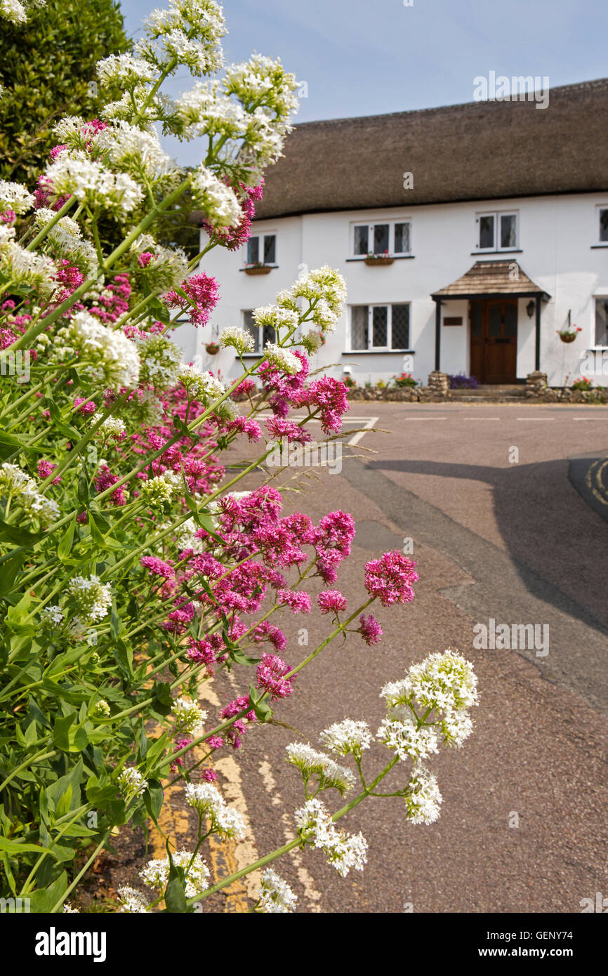 Großbritannien, England, Devon, Sidmouth, Hillside, Straße, lila und weiß Valerian Blumen wachsen im Rande Stockfoto