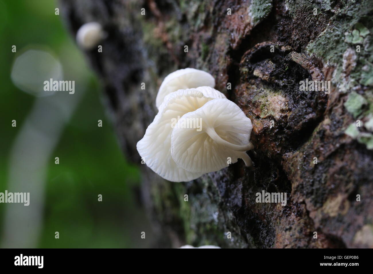 Leuchtend weiße Pilze wachsen auf einem Baumstamm mit Moos. Stockfoto