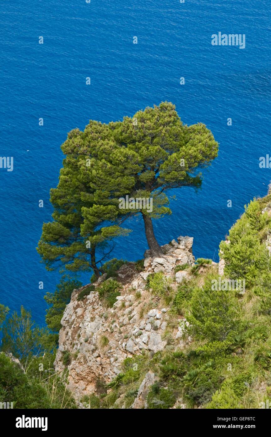 Landschaft, Mallorca Stockfoto