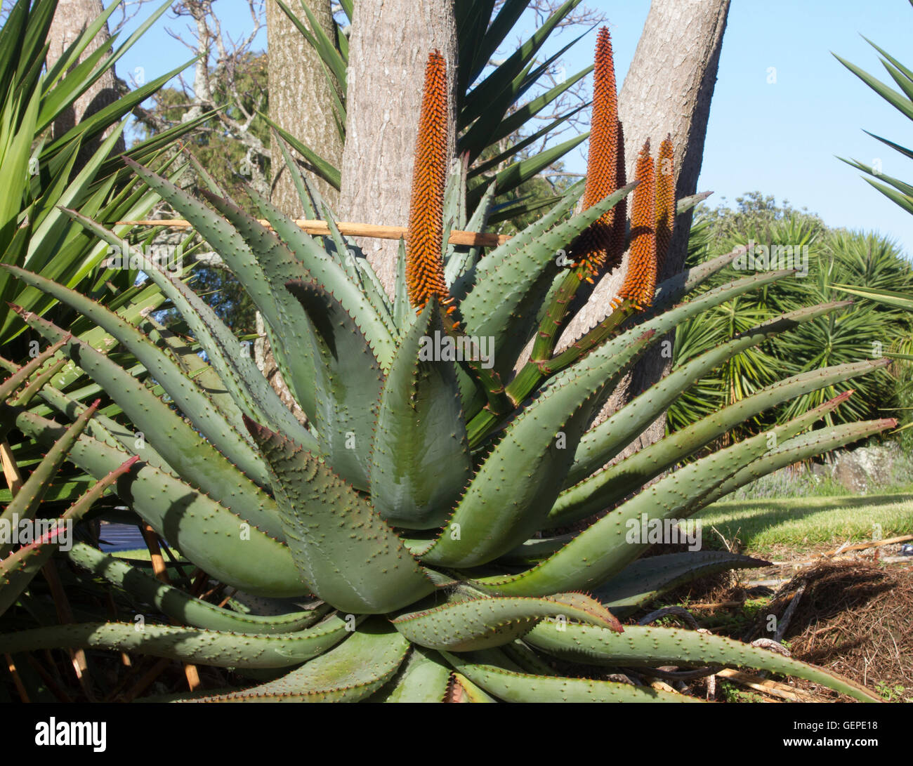 Blühende Aloe Vera Pflanze Stockfotografie Alamy