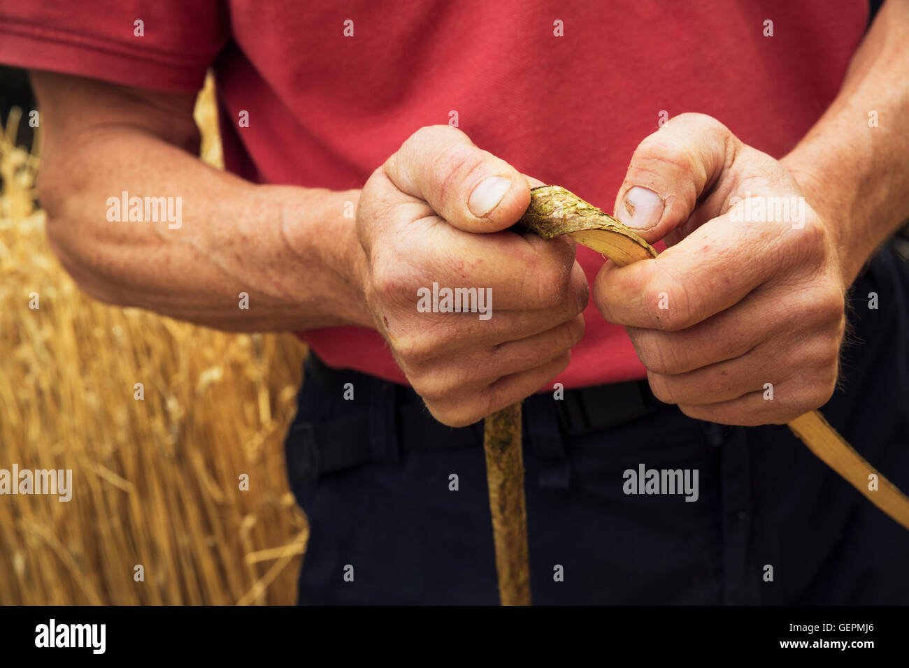 Nahaufnahme einer Thatcher hält eine Hasel Holz Spar. Stockfoto