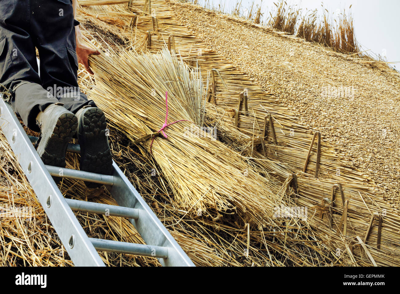 Mann thatching Dach, auf einer Leiter stehend, Yelms Stroh. Stockfoto