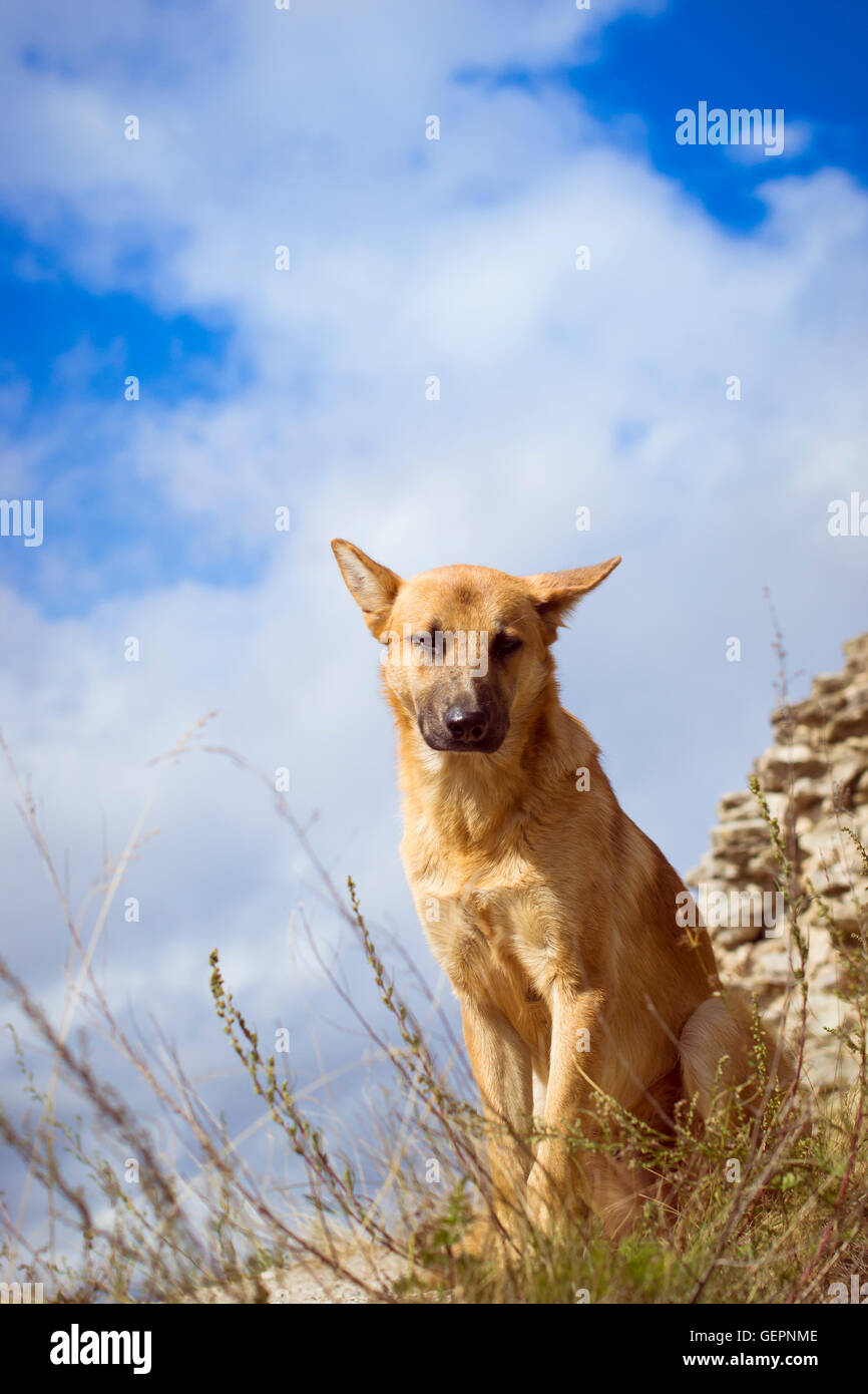 Wachhund - Deutscher Schäferhund bewachen die Ruinen der Festung Koporye, Russland Stockfoto