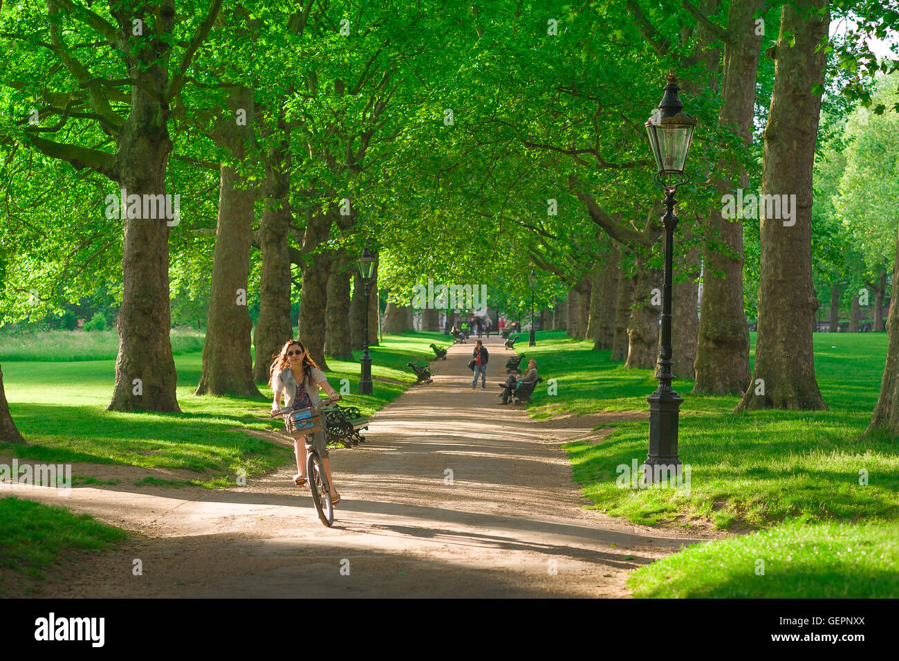 Woman Cycling Park City Concept, Blick auf eine junge Frau, die entlang der baumgesäumten Allee radelt, die durch Green Park im Zentrum von London, England, Großbritannien verläuft Stockfoto