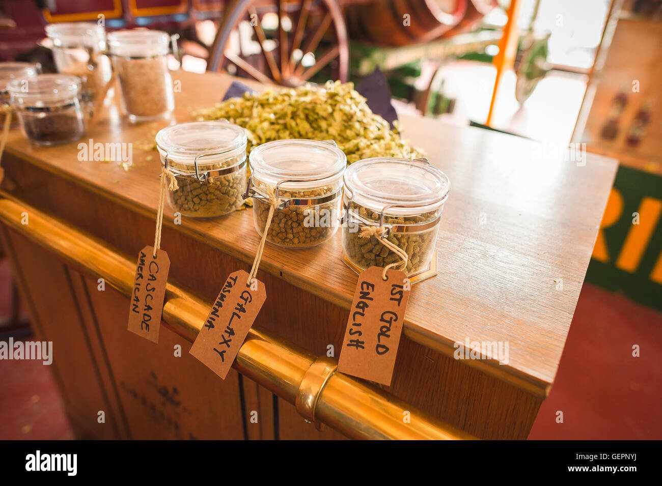 Hopfen Bier Ale, Hopfensorten auf dem Display in das Besucherzentrum der Greene King Brauerei in Bury St Edmunds, Suffolk, UK Stockfoto