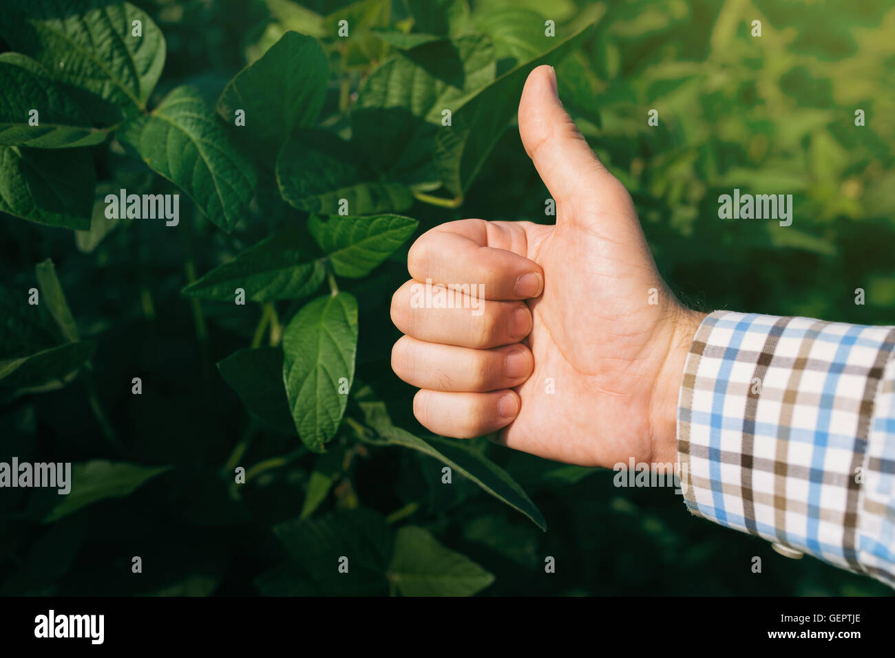 Landwirt Daumen aufgeben in kultivierten Soja Feld zufrieden Landarbeiter mit Handzeichen befürwortet. Stockfoto