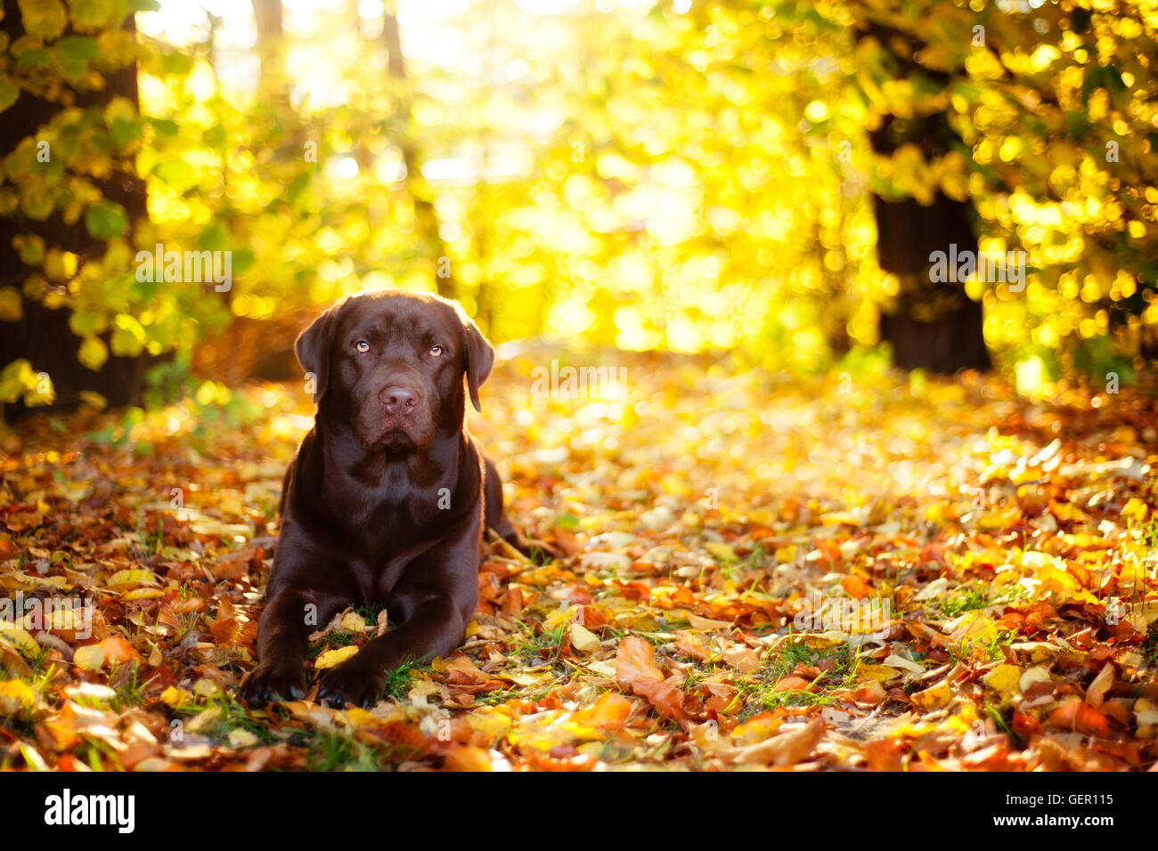 Braune Labrador Retriever liegt an einem sonnigen Tag auf dem Hintergrund der Blätter im Herbst Stockfoto