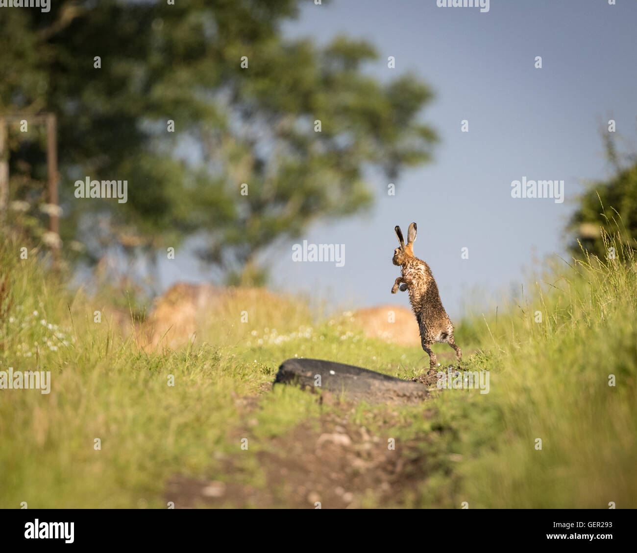 Brauner Hase auf Weg in vollem Sprung, nass vom Baden in Pfütze (Lepus Europaeus) Stockfoto