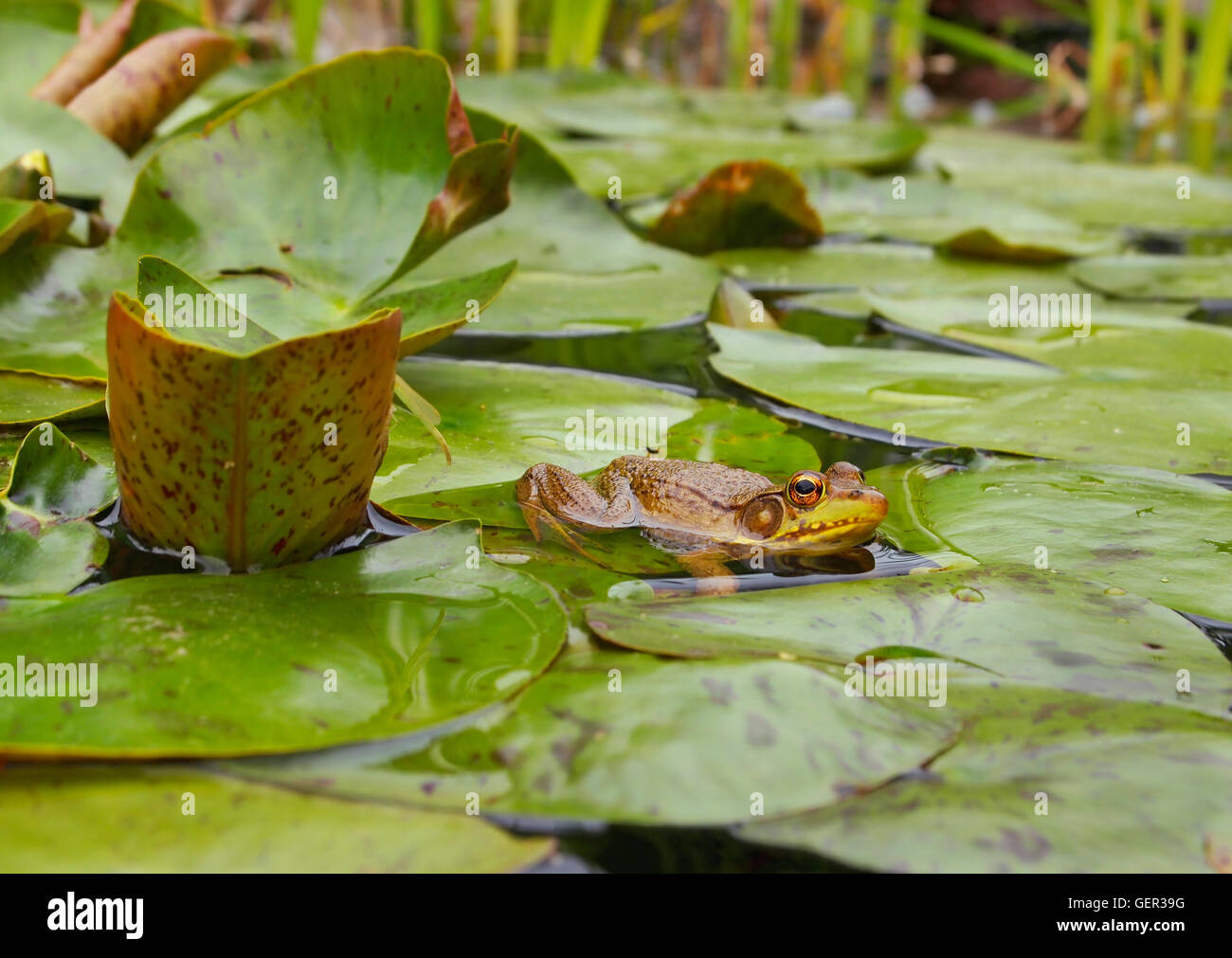 Ein Frosch ruhen unter den grünen Seerosen in einem Teich