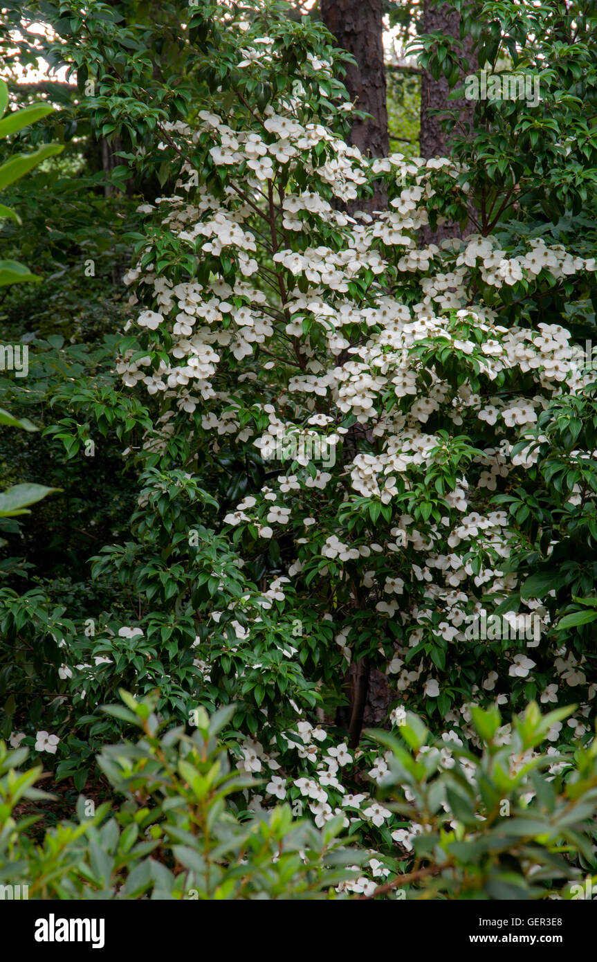 Cornus Angustata Kaiserin von China, Stockfoto